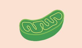 ミトコリーナ公式サイト】遺伝子に働きかけ、ミトコンドリアの量と質を