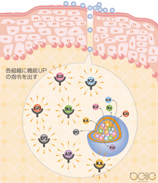 みやび屋 | ダーマテリアル+サンプル 5ml【正規取扱店】