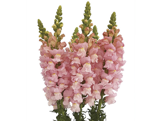 メモリアルチェリーピンク | 金魚草 | ムラカミシード