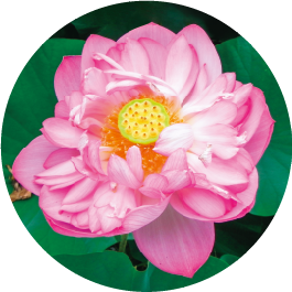 ちえどん フックラセラム 7本 フックラセラム ふっくらとしたハリ