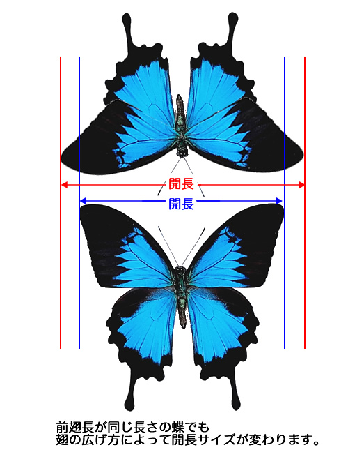 蝶のサイズについて , 蝶の標本 販売・通販のNatureShop|モルフォや