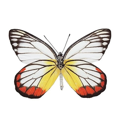 ベニモンシロチョウ , 蝶の標本 販売・通販のNatureShop|モルフォや