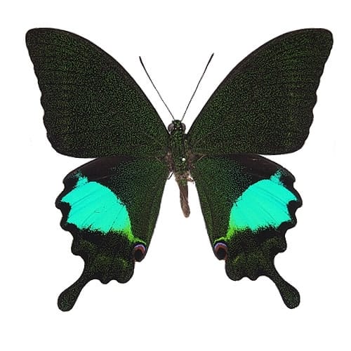 メガネトリバネアゲハ , 蝶の標本 販売・通販のNatureShop|モルフォや