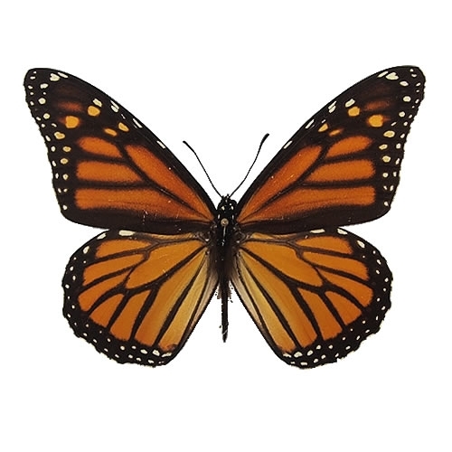 オオカバマダラ , タグ「yellow」 , 蝶の標本 販売・通販のNatureShop