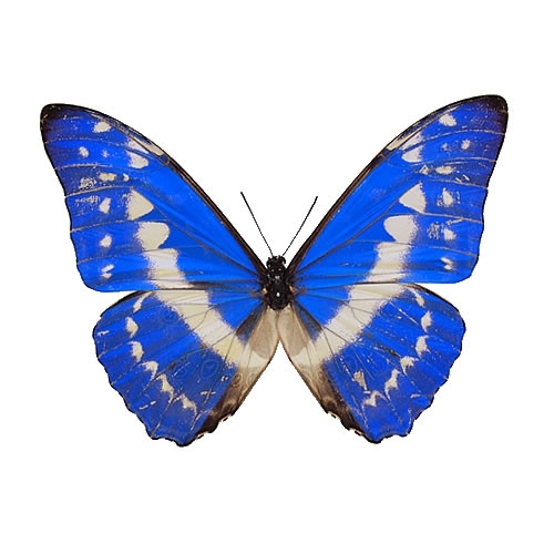 送料無料】キプリスモルフォ , タテハ蝶科標本 , 蝶の標本 販売・通販