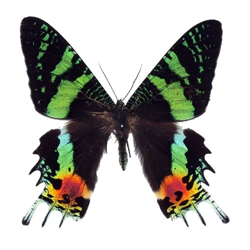 ニシキオオツバメ , タグ「black」 , 蝶の標本 販売・通販のNatureShop