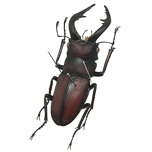 ノコギリクワガタ(鋸鍬形) , 昆虫標本 , 蝶の標本 販売・通販の