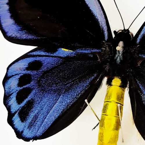 アオメガネアゲハ(アオメガネトリバネアゲハ) , タグ「black」 , 蝶の