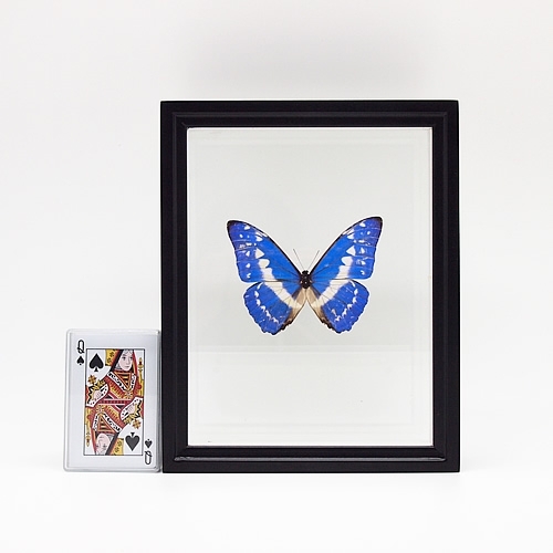 送料無料】キプリスモルフォ , 蝶の標本 販売・通販のNatureShop