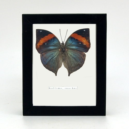 ムラサキコノハチョウ／表展翅 , タグ「black」 , 蝶の標本 販売・通販