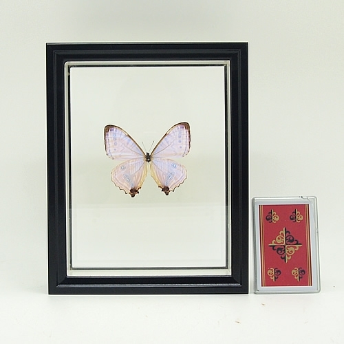 エロスモルフォ , 蝶の標本 販売・通販のNatureShop|モルフォや