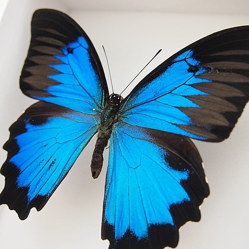 オオルリアゲハ , タグ「blue」 , 蝶の標本 販売・通販のNatureShop