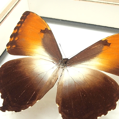タイヨウモルフォ , 蝶の標本 販売・通販のNatureShop|モルフォや