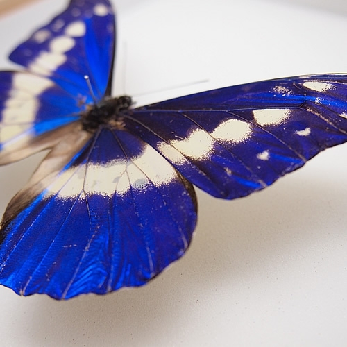 送料無料】ヘレナモルフォ , 蝶の標本 販売・通販のNatureShop