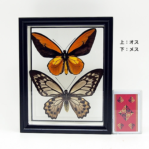 送料無料】アカメガネアゲハ／ペアセット , タグ「set」 , 蝶の標本