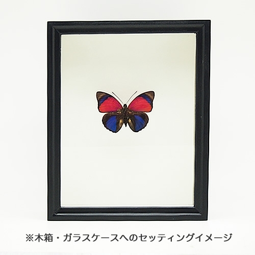 送料無料】アグリアス-クラウディナ-サルダナパラス(サンダナパルス