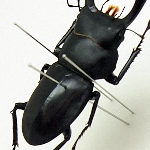 コクワガタ(小鍬形) , 昆虫標本 , 蝶の標本 販売・通販のNatureShop