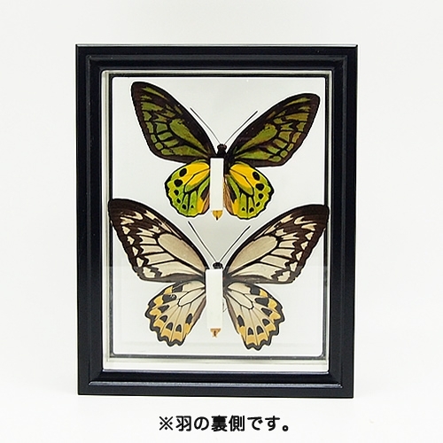 送料無料】アカメガネアゲハ(アカメガネトリバネアゲハ) , 蝶の標本