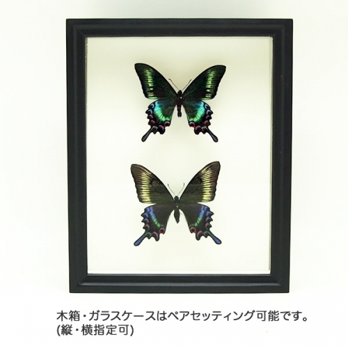 蝶 蛾 標本 タカネクジャクアゲハ カラスアゲハ 昆虫標本 蝶の標本