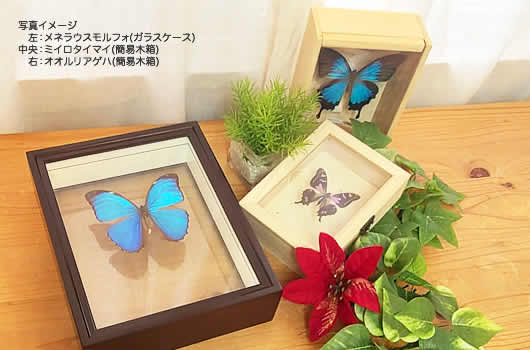 ニシキオオツバメ , 蝶の標本 販売・通販のNatureShop|モルフォや