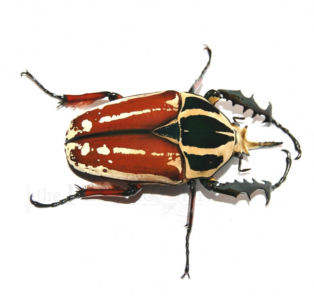 M. ugandensis 63mm larva breeding 標本 M. ugandensis 63mm larva