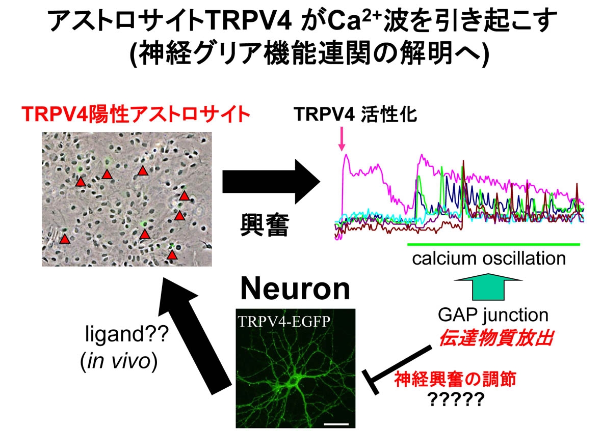 群馬大学大学院医学系研究科脳神経発達統御学講座分子細胞生物学分野