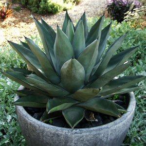 Agave 'Sharkskin' at San Marcos Growers