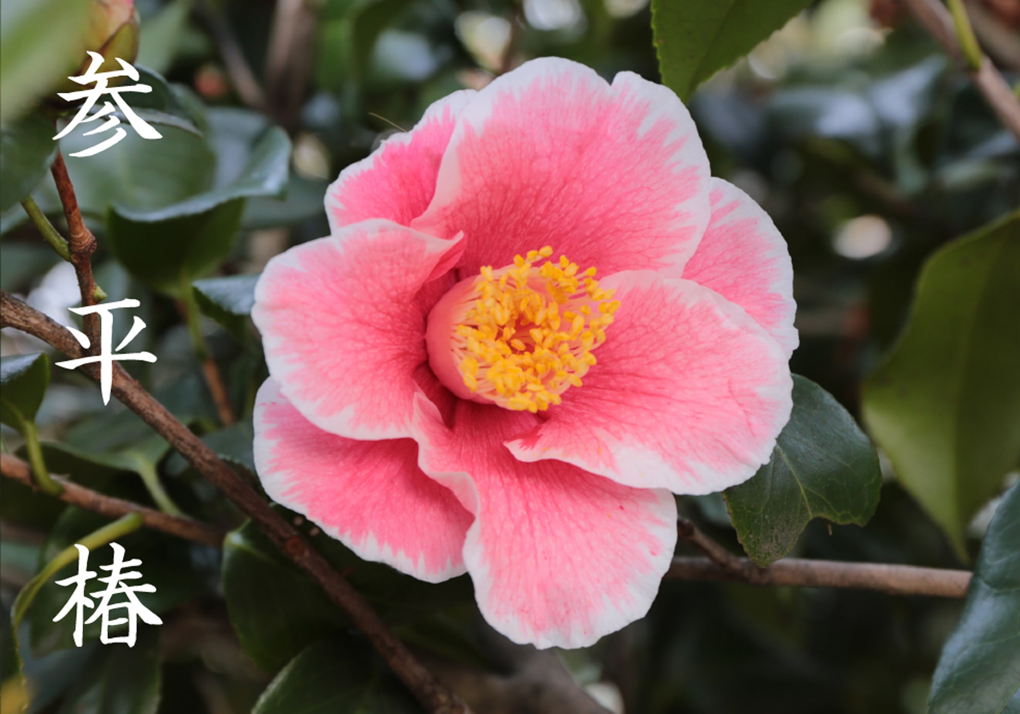 参平椿｜椿心 佐藤椿園 小さな苗木から古木にいたるまで様々な品種を