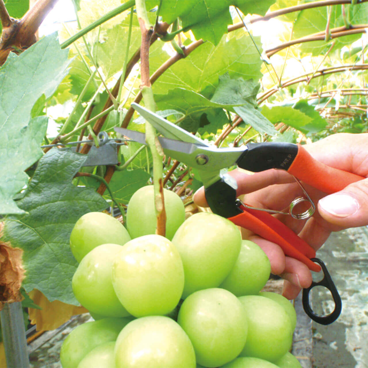 収穫専用鋏 シャインカット | 株式会社サボテン