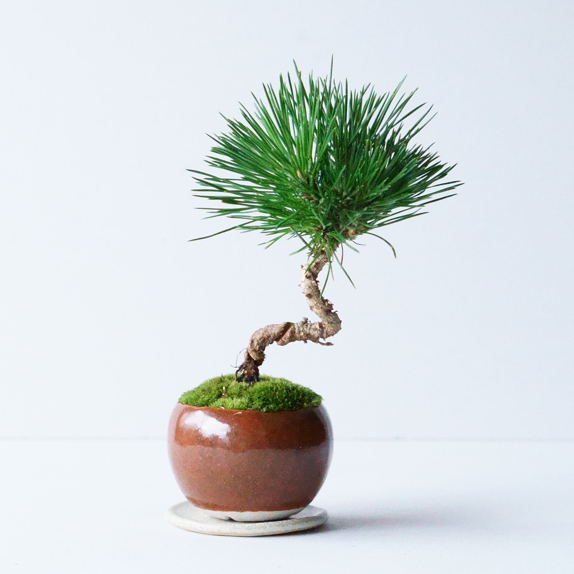 クロマツ｜石木花図鑑｜石木花｜SEKIBOKKA｜盆栽