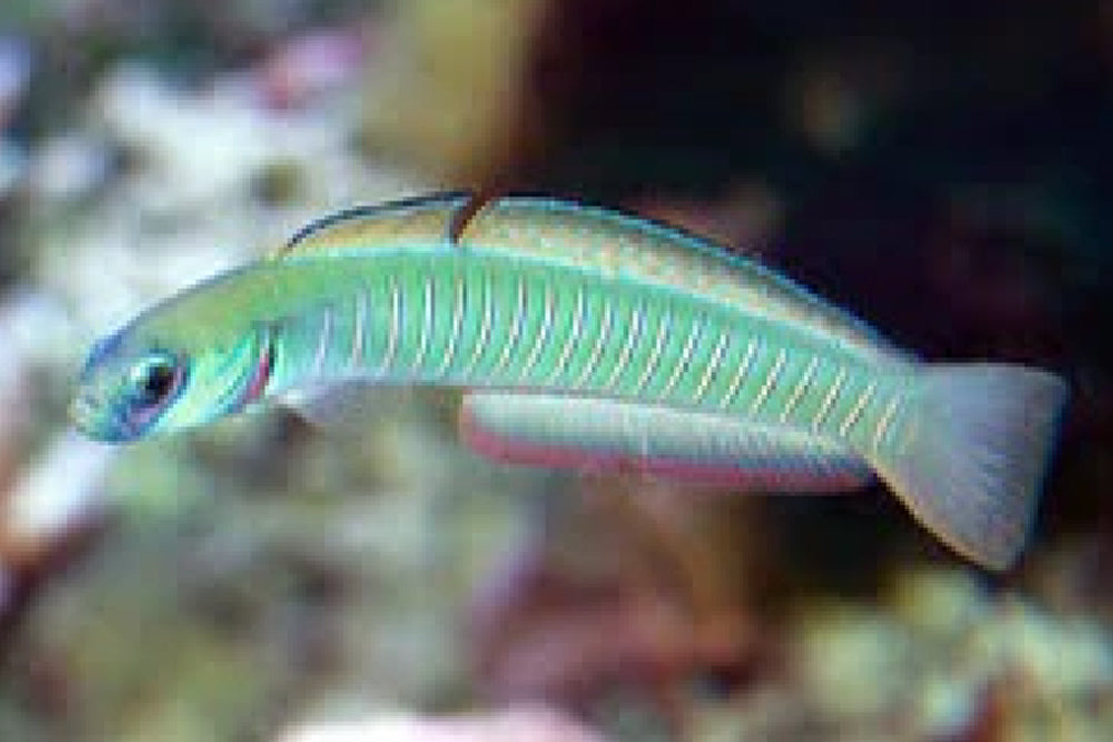 Bar Goby – Sea Dwelling Creatures