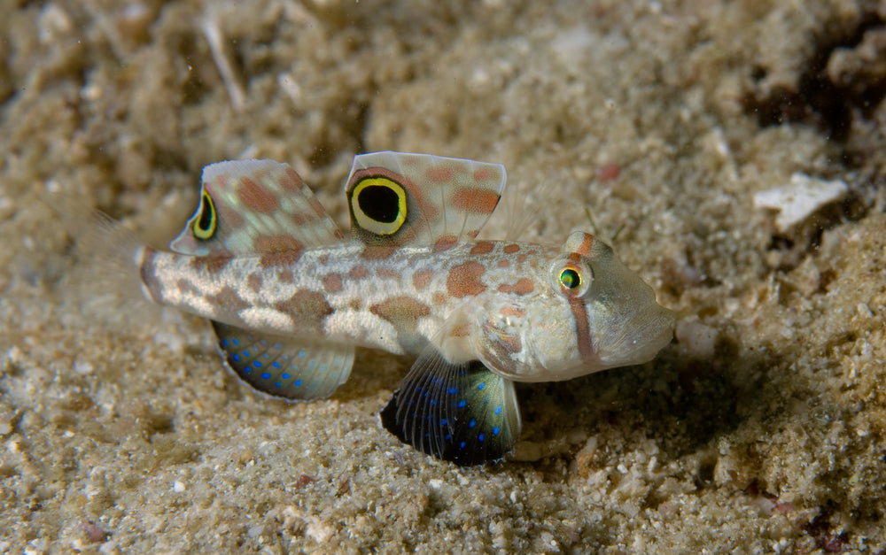 Twinspot (Signal) Goby – Sea Dwelling Creatures