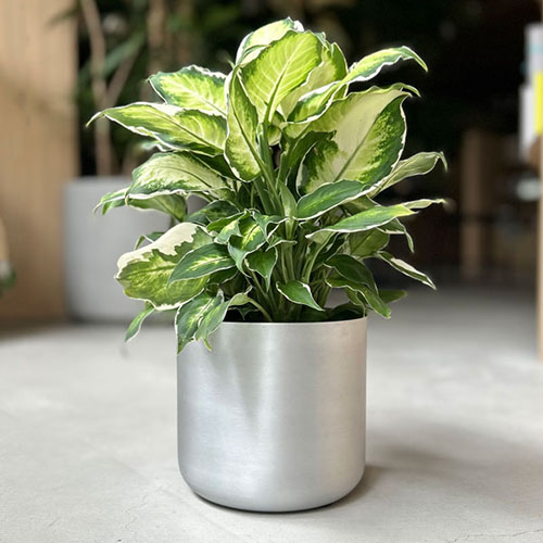 スギカウ / CLOVER(クローバー) アルミプランター Ф13 マットシルバー