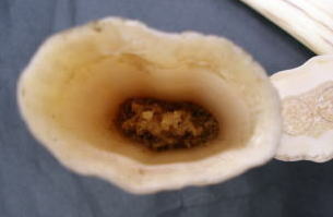 セイウチ牙・マンモス牙・象牙・カバ牙・マッコウ鯨歯・小マッコウ牙