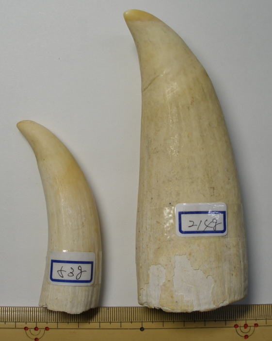 希少 マッコウクジラ 歯 89g 希少 マッコウクジラ 歯 89g