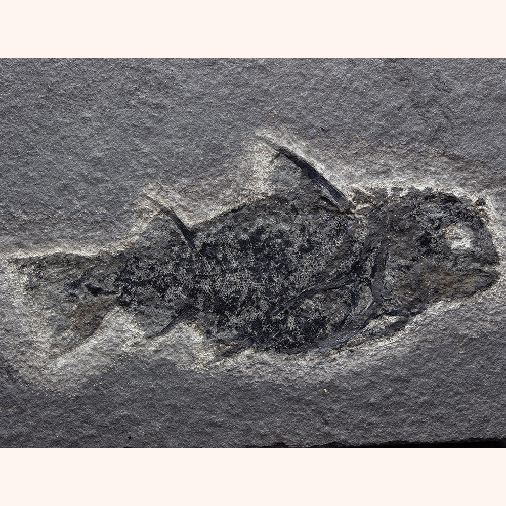 ディプラカンサス001｜恐竜・化石グッズの専門店 ふぉっしる