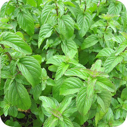 エッセンシャルオイル – プラナロム エッセンシャルオイル・精油｜健草