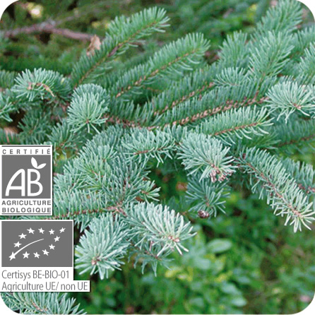 ブラックスプルース – プラナロム エッセンシャルオイル・精油｜健草医学舎