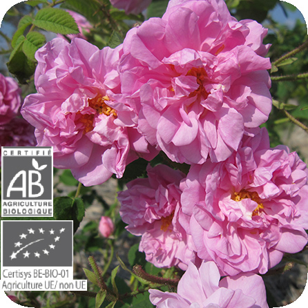 ローズ – プラナロム エッセンシャルオイル・精油｜健草医学舎