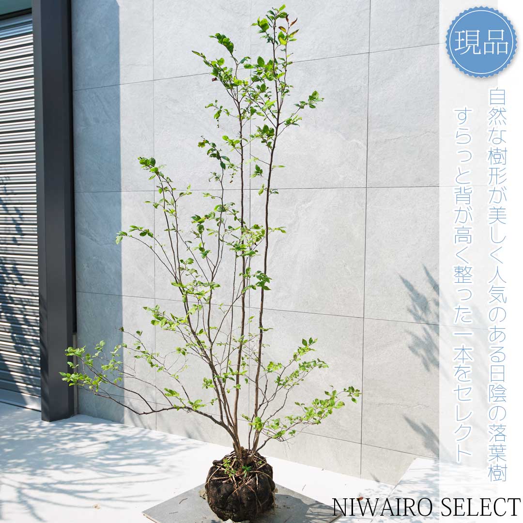 tumugi2 優雅で繊細な樹形 希少 ナツハゼ 685 樹高1.6m位 優雅で繊細な