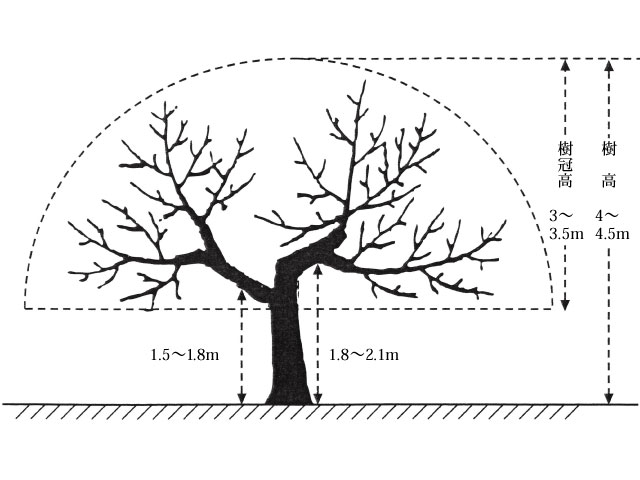 一木先生のリンゴ講座 第21回「リンゴの樹形と整枝・剪定」 - りんご大学