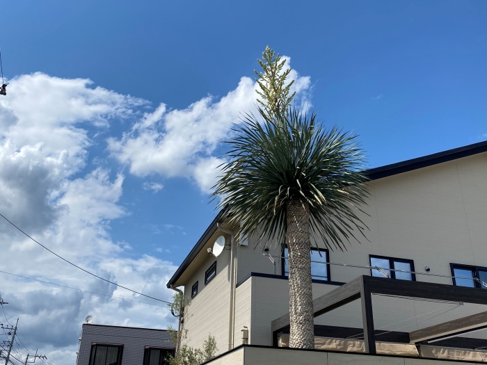 ユッカ・ロストラータに花が咲きました！！！＼(^o^)／(その1）|川越