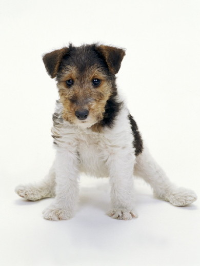 ワイヤーフォックステリア | Woof（ウーフ）