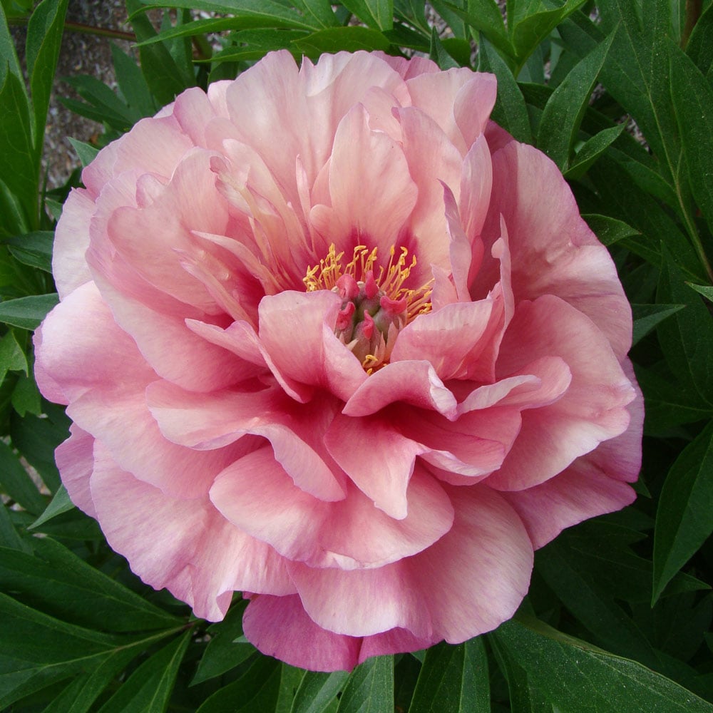 Itoh Peony Garden Candy® Double Bubble Pink™ | White Flower Farm