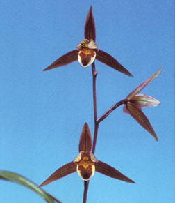 No:3134帝王 - 寒蘭/山野草販売【東美園】