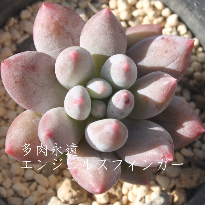 エンジェルスフィンガー,エンジェルスフィンガー通販,パキベリア属