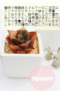 エレン,グラプトベリア属,グラプトベリアのエレコムデータン通販