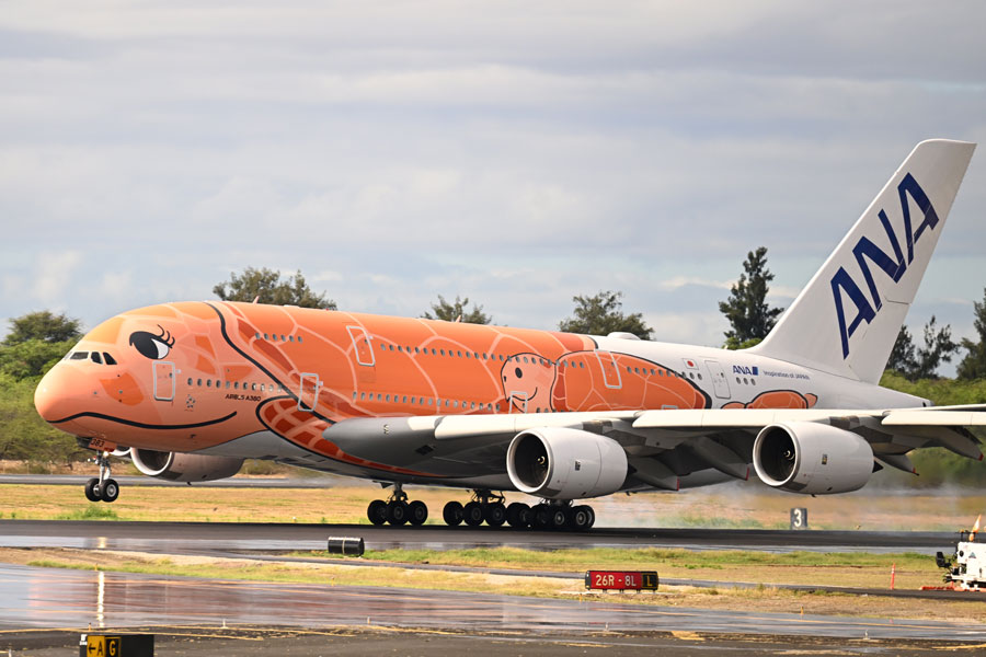 フライングホヌ✕3 コンプ約20cm フライングホヌ✕3色セット ／a380