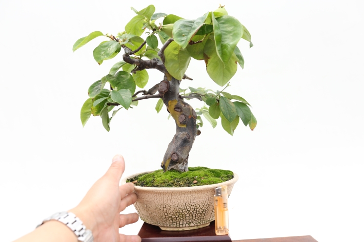 花梨（カリン） A2809☆かりん 花物実物類 中品盆栽☆「送料無料」浦部