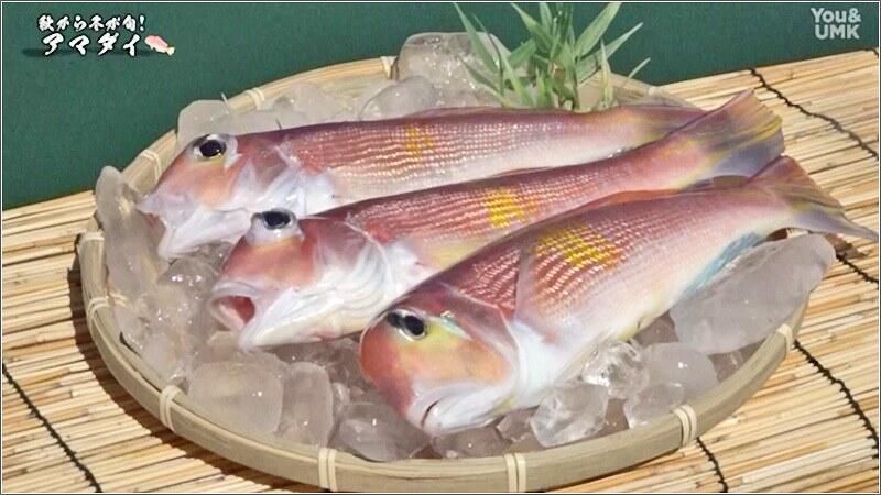 旬を迎えている高級魚「アマダイ」（2023年10月21日放送）｜特集｜U